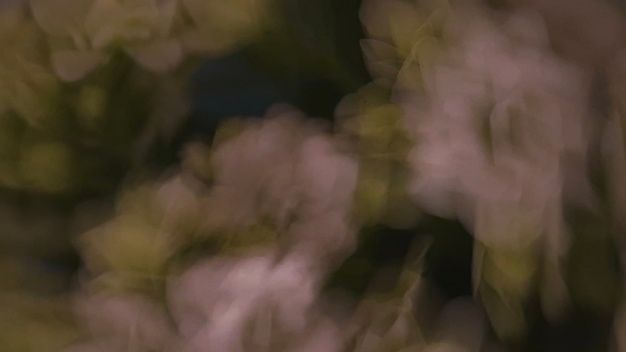 Blurred pale pink and cream flowers with dark green foliage in the background.